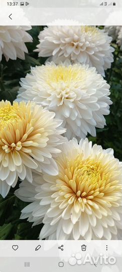 Хризантема