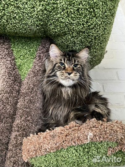 Мейнкун котёнок