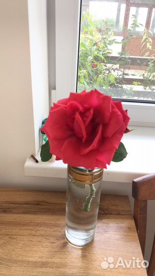 Роза кустовая