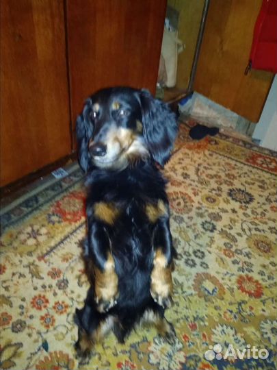 Кроличья такса