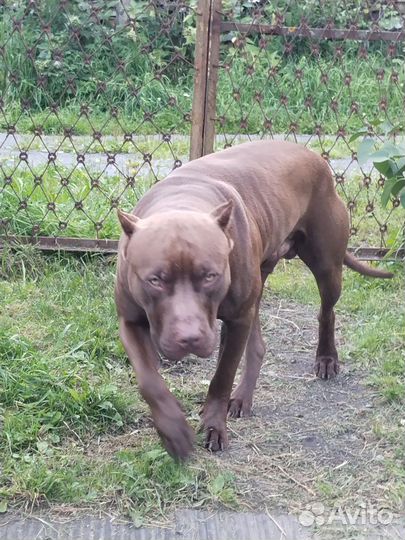 Вязка Американский Питбуль