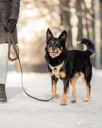 Байкал ищет дом