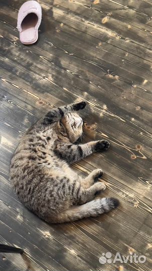 Вислоухий шотландский кот вязка