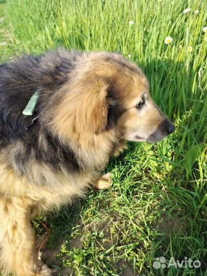 Собака в добрые руки отдам бесплатно