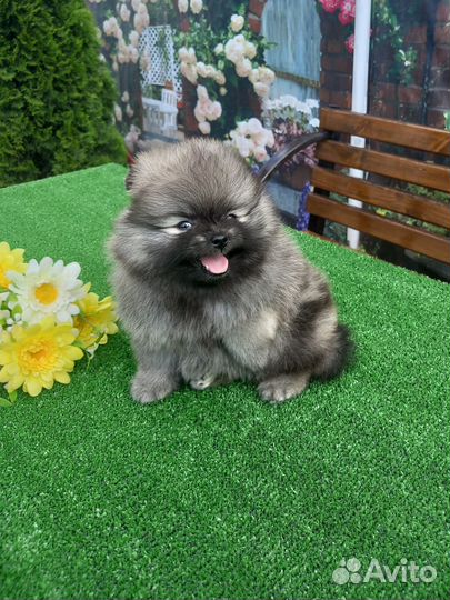 Померанцы медвежата