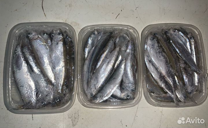 Тюлька Волжская Вылов 2022г