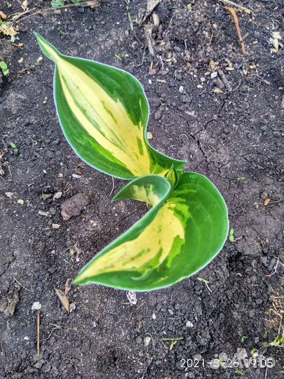 Хоста в ассортименте