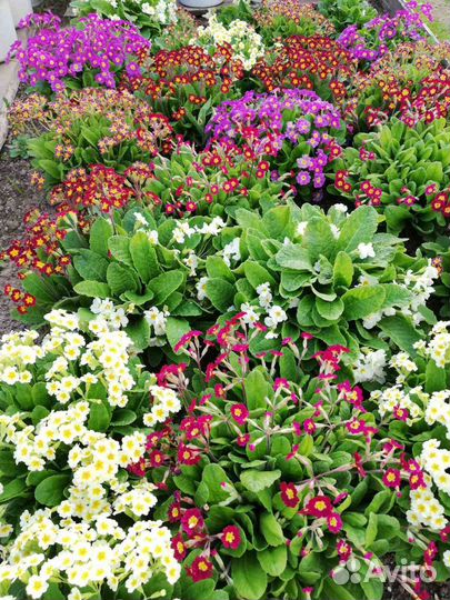 Примула полиантовая, мелкозубчатая,саженцы