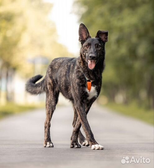 Собака в добрые руки