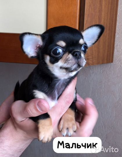 Щенки чихуахуа