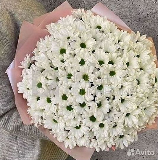 Хризантема Цветы Доставка