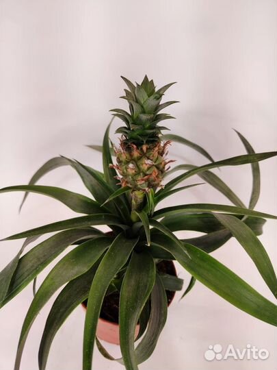Ананас комнатный