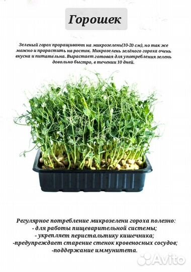 Микрозелень, набор для выращивания