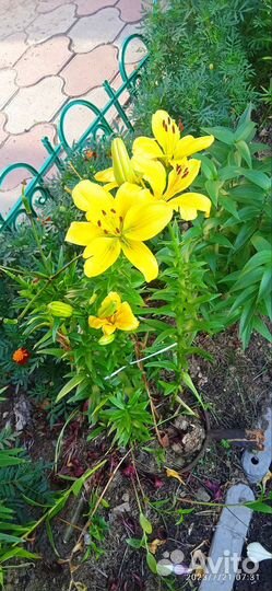 Многолетние цветы