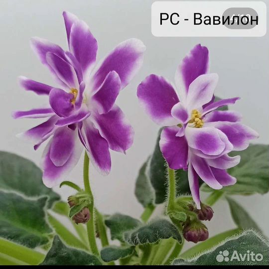 Фиалка детки