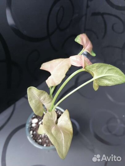 Сингониум RED heart