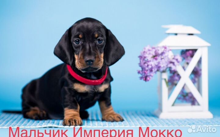 Щенок таксы мини