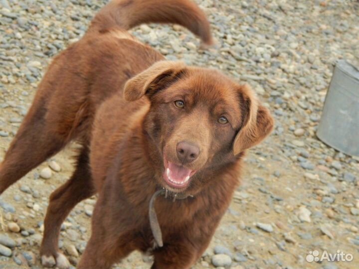 Собака ищет дом