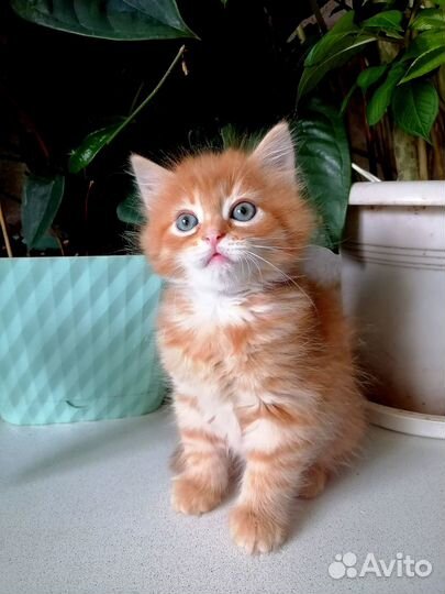 Настоящие сибиряки