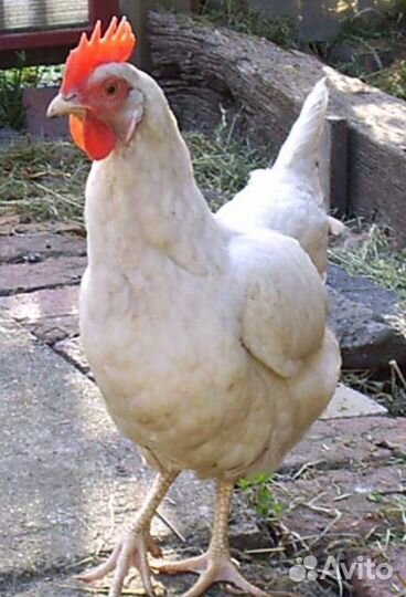 Куры несушки