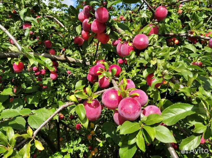 Саженцы плодово ягодных культур и декоративных роз