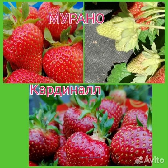 Клубника ремонтантная Мурано