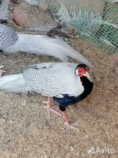 Серебряный фазан