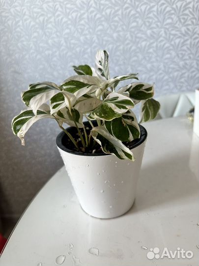 Комнатные растения