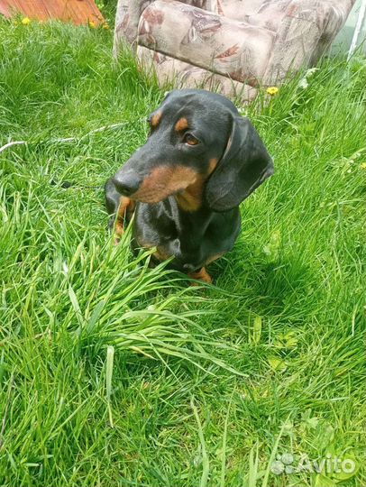 Вязка кобель такса