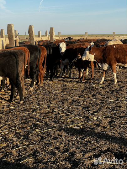 Телки на мясо на развод 23 года