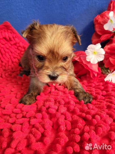 Щенки русская салонная йорк рожд.апрель23