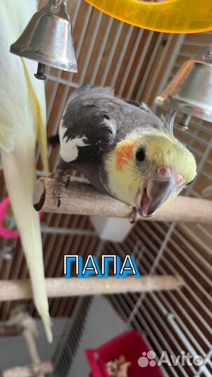Попугай Корелла