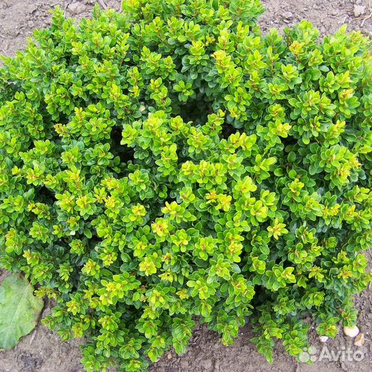 Барбарис Кобальт