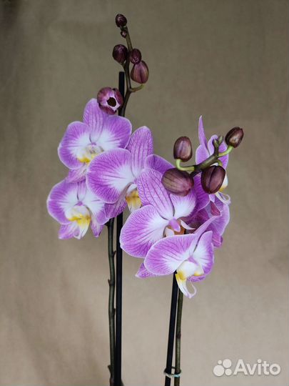 Орхидея фаленопсис