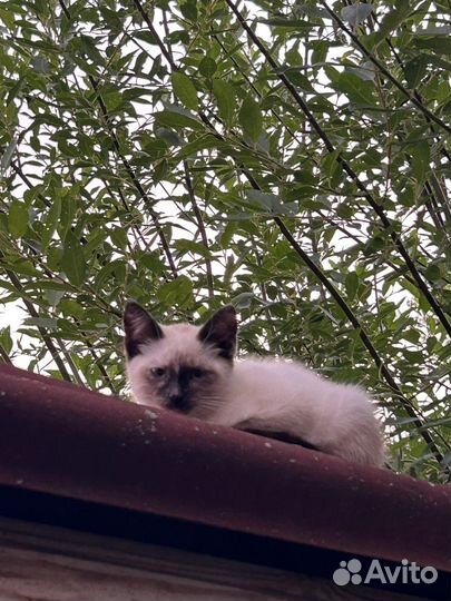 Кошки бесплатно