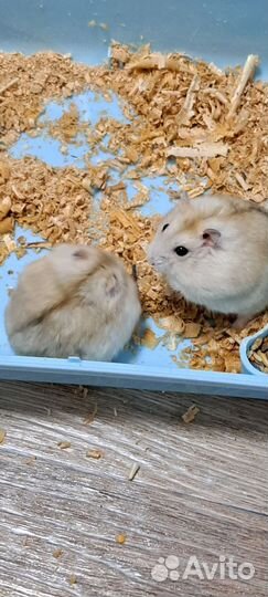 Джунгарский хомяк с клеткой