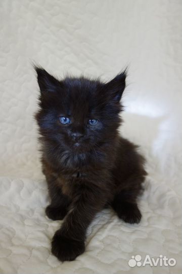 Элитные котята Мейн-Кун