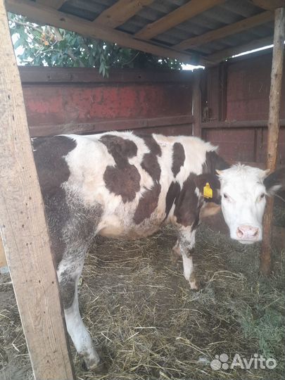 Продаётся тёлка