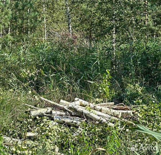 Дрова березовые даром