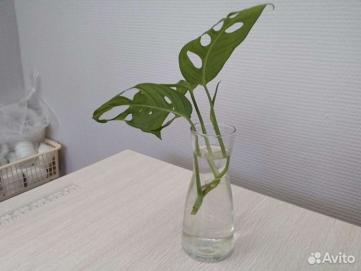 Монстера манки. Укоренённый черенок