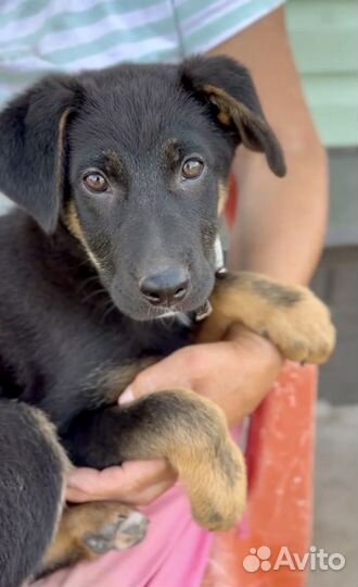 Щенок в добрые руки