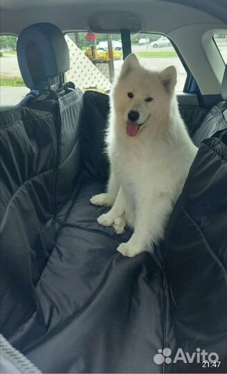 Автогамак 3в1 для перевозки собак, накидка