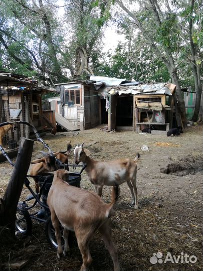 Козы молодые