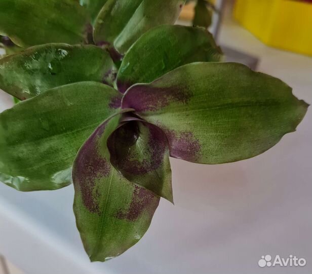 Каллизия Конгреста