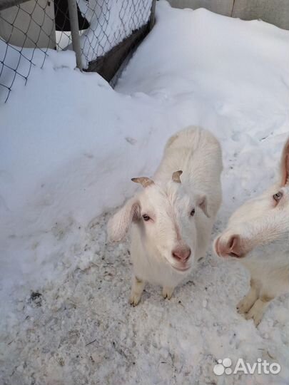 Зааненская коза