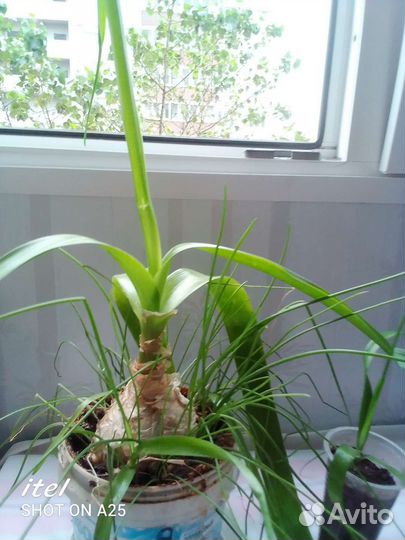 Индийский лук. Лечебный