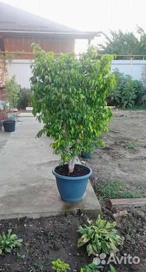 Фикус мелколистный, сорт 