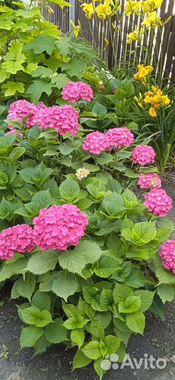 Гортензия саженцы