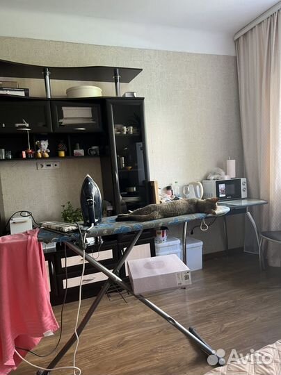 Кот в хорошие руки