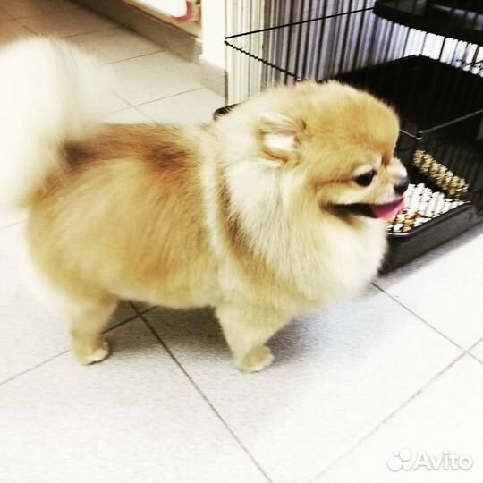 Стрижка грумер собак и кошек, УЗ чистка зубов